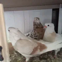 کفتر با اصالت