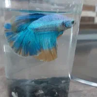 فایتر گرید(A)وارداتی