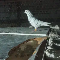 سرور دم سفید