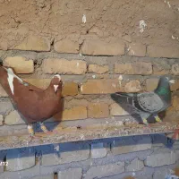 کبوتر|پرنده|اسفرورین, |دیوار