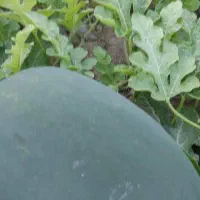 هندوانه یونیژن صادراتی