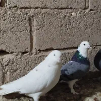 کبوتر کاشونی