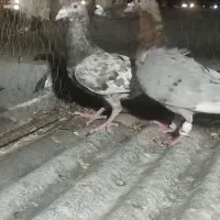 سلام دوتا هفت رنگ پرشی زرنگ نره