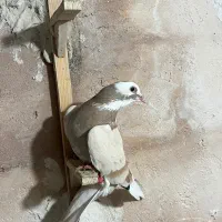 کفتر پلاکی زد خوردی|پرنده|شیراز, شهرک قمشه|دیوار