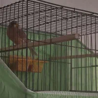 ماده قناری آماده کوزه ای|پرنده|اهواز, گلستان|دیوار