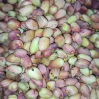 پسته اکبری خیس تازه امسالی ارسال به سراسر ایران