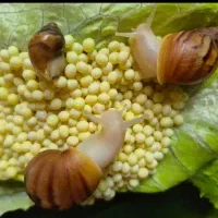 خاویار|خزنده|گلبهار, شهر جدید گلبهار|دیوار