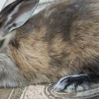 خرگوش ماده جرسی