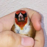 سهره نر عطیقه انتیک رخ اروپایی چهارگل کروات