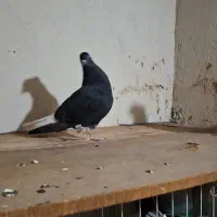 کبوتر رنگی  خرمشهر