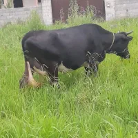 لیشه‌دورگ‌.ابستن