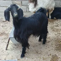 فروش گوسفندجوان وبزجوان(توشتیر)پروار