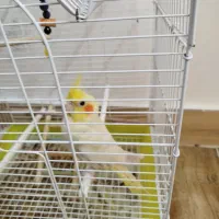 پرنده عروس هلندی