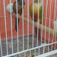 جفت نرو ماده گرینچیک|پرنده|تربت‌حیدریه, یحیی آباد|دیوار