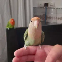 طوطی برزیلی|پرنده|پیشوا, |دیوار