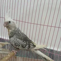 فروش فوری جوجه عروس