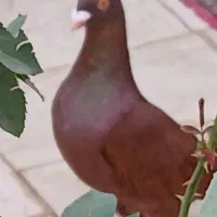 کفتر کازرونی سرخ