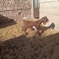 کره نر و ماده