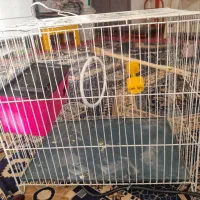 عروس هلندی و دوتا‌قفس|پرنده|همدان, |دیوار