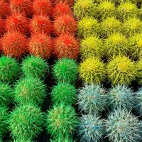 کاکتوس رنگی|گل و گیاه طبیعی|اصفهان, ارغوانیه|دیوار