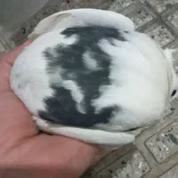 چهارعددکبوتر|پرنده|کامیاران, |دیوار