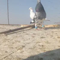 کفتر|پرنده|مشهد, کوی پلیس|دیوار