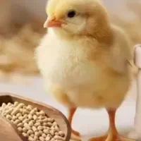 نژادسنگین وزن راس ۳۰۸