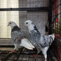 کبوتر هما سرور جوجه جیر نسل دار