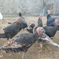 5تا بوقلمون ماده سالم ودرشت .|حیوانات مزرعه|صالح آباد, |دیوار