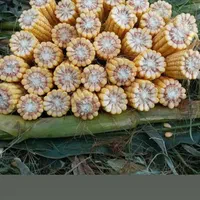ذرت علوفه ای سیلو خوراک دام|عمده‌فروشی|تاکستان, |دیوار
