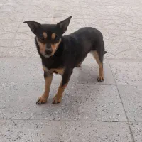 واگذاری سگ نژاددار