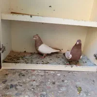 کبوتر سینه ای چندجفت|پرنده|کرج, اخگرآباد|دیوار