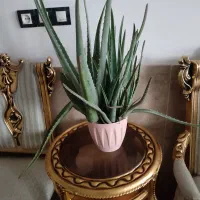 گل یخ،شاخ بزی آلئوراسانسوریا نخل مرداب گبرگ انجیری|گل و گیاه طبیعی|مشهد, مصلی (کارمندان اول)|دیوار