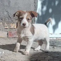 سگ پاپی|سگ|تربتحیدریه, کلاته توکلی|دیوار