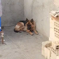 سگ ژرمن مولد