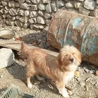 سگ روباهی برای نگهبانی