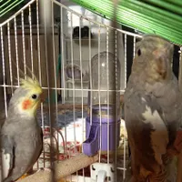 عروس هلندی نروماده جفت|پرنده|فولادشهر, B2|دیوار