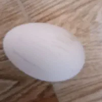 تخم غاز نطفه دار تازه تعداد پنچ عدد