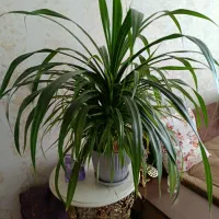 گل طبیعی پاندالوس