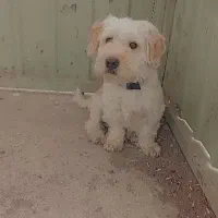 سگ شیتزو گم شده