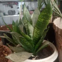 سلام این گلهابه فروش می‌رسد|گل و گیاه طبیعی|زبرخان, |دیوار