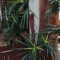 درخچه تزیینی مصنوعی 7 شاخه با گلدان