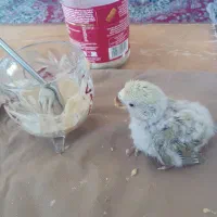 جوجه طوطی کوتوله فیشر خاص|پرنده|نجف‌آباد, کهریزسنگ|دیوار