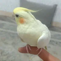 لوتینو اهلی هست دستی کامل