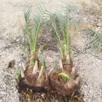 فروش انواع ارقام مرغوبه پاحوش نخل