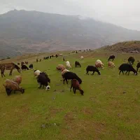 65رآس اوغلی یامان بره 50راس نر15راس ماده