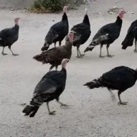 بوقلمون