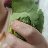 یک طوطی ملنگو گم شده