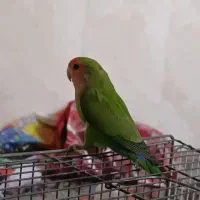 طوطی برزیلی|پرنده|شهریار, رضی آباد بالا|دیوار