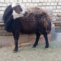 قوچ قزل افشار